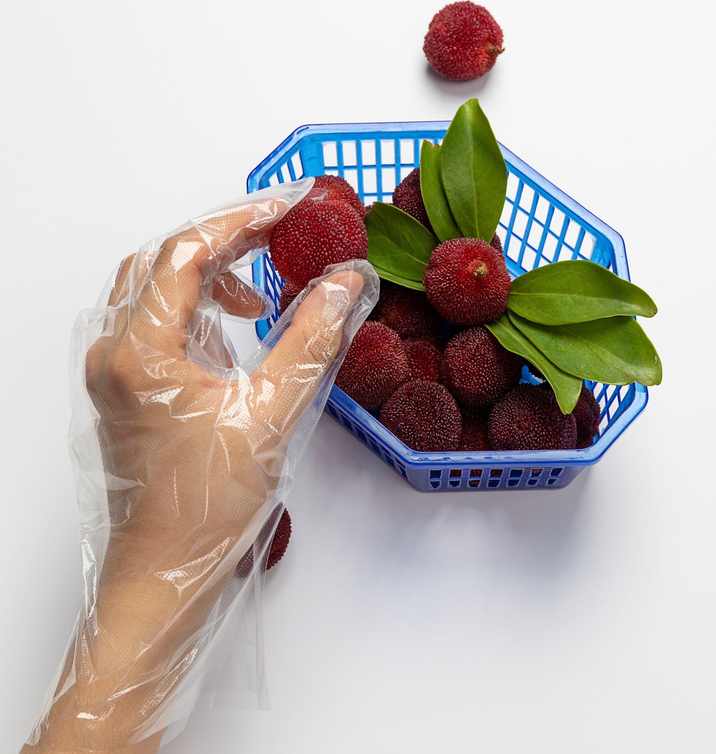 Plastic Food Preparation One Size Gloves, 1500 Count